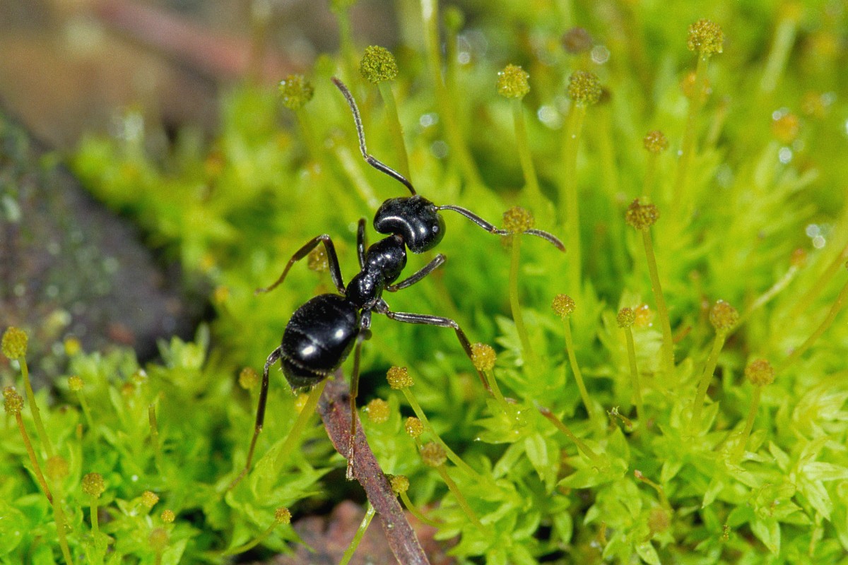 Lasius fuliginosus